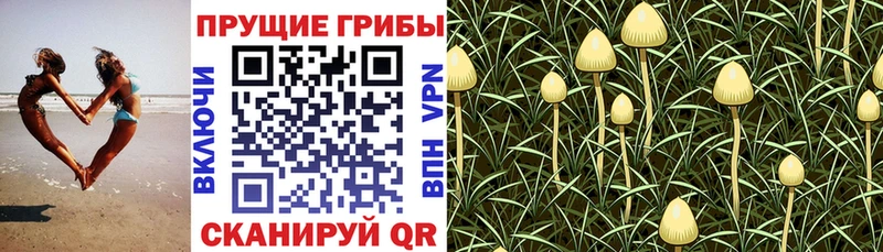 Псилоцибиновые грибы Psilocybe  Туран 